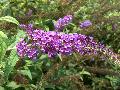 Potties Purple Butterfly Bush